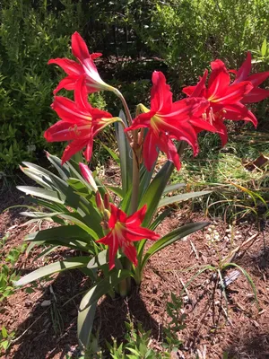 A little update from my first hippeastrum rebloom, the last flower has  opened. Took one picture a day : r/flowers