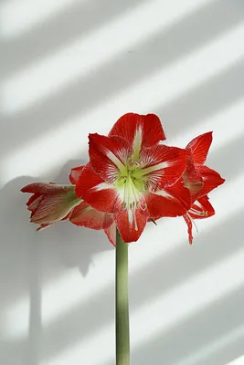 Mexican lily (Hippeastrum reginae) Flower, Leaf, Care, Uses - PictureThis