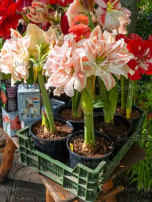 Hippeastrum pardinum - very rare species! 2.8 cm | eBay