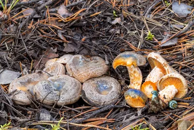 Мицелий Рыжика обыкновенного / Рыжик настоящий (Lactarius deliciosus)