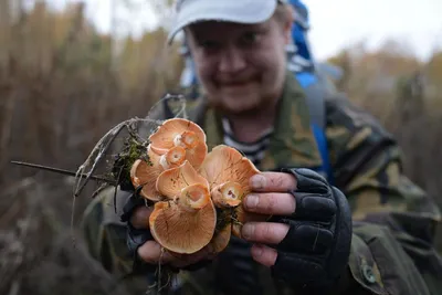 Mushrooms - Рыжик Гриб рыжик имеет шляпку, достигающую у зрелых  представителей 15 см, плоскую, но чаще вдавленную в центре. Края немного  согнуты. В процессе созревания шляпка становиться воронковидной  (отличительный признак рыжиков). Оттенки