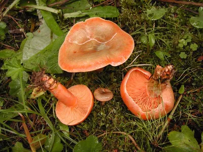 Мицелий Рыжика елового / Еловик (Lactarius deterrimus)