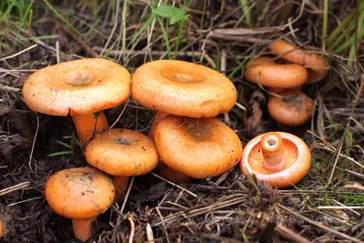 Грибы Калужской области: Рыжик настоящий (Lactarius deliciosus) Все фото  гриба на сайте