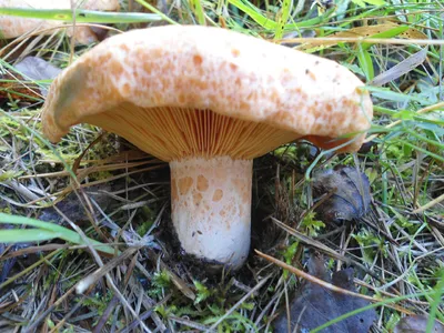 Lactarius deterrimus, Рыжик еловый