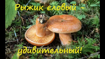 Грибы набор ЛЕСНОЙ ДЕЛИКАТЕС (Рыжик + Лисичка), 2 пакета, зерновой мицелий  30 мл, Уральский Дачник - купить по выгодным ценам в интернет-магазине  OZOZN (938903821)