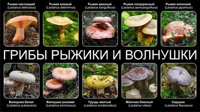 Cantharellus cibarius, Лисичка обыкновенная