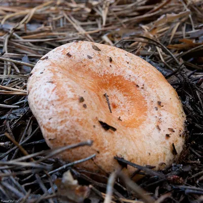 Рыжик настоящий (Lactarius deliciosus) – Грибы Сибири