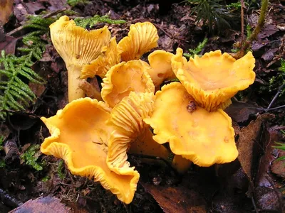 Грибы Калужской области: Рыжик настоящий (Lactarius deliciosus) Все фото  гриба на сайте