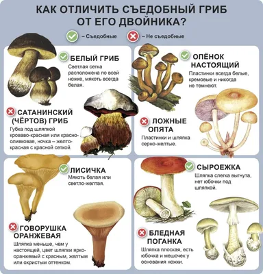 Рыжик: описание гриба, как выглядит и какого цвета, где растет, польза, вред