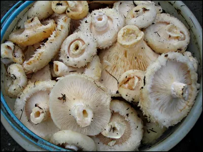 Тест - грибы похожие на грузди. Как их различать, проверьте себя по фото и  прочитайте объяснение | Грибной Дневник Лидии Бам | Дзен