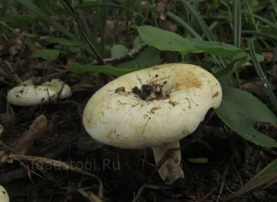 Груздь сухой или Подгруздок белый | Russula delica - YouTube