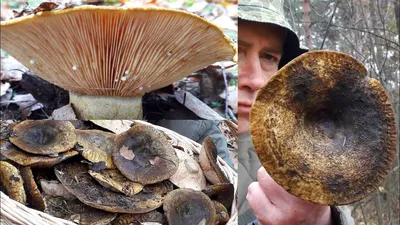 В тюменских лесах пошли грузди: горожане собирают грибы багажниками |  20.08.2023 | Тюмень - БезФормата