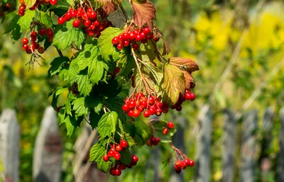 Kalinka | A branch of Viburnum opulus, better known as 'kali… | Flickr