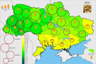 Чому на бульбах картоплі утворюються тріщини