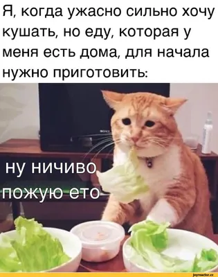 ВетДоктор24 Киев - 🐈Хочу кушать! Даай 😢 | Facebook