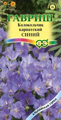 Колокольчик точечный (Campanula punctata) купить в blumgarden.ru