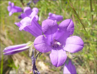 Колокольчик карпатский (Campanula carpatica `Blue Clips`) - Колокольчик  карпатский - Колокольчик - Многолетники - Каталог - LESKOVO-PITOMNIK.ru