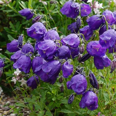 Колокольчик персиколистный \"Campanula\" купить по цене 450 рублей от  питомника саженцев и растений Центросад | Фото и консультация по уходу