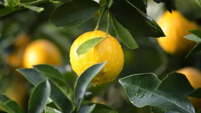 Лимоны для детей | onwomen.ru | Дзен
