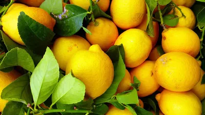 Раскраска лимон для детей - 54 фото