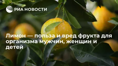 AYVA TOYS Сквиш \"Лимон\" - антистресс фрукты