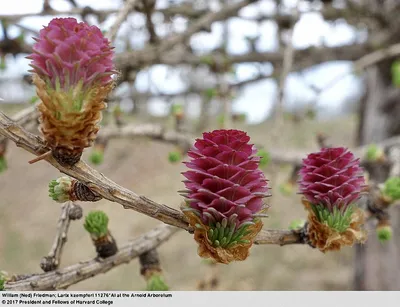 Лиственница Кемпфера/японская Диана. (Larix Kaempferi Diana)С10, ШТАМБ  купить в интернет-магазине ЦВІТСАД с доставкой по Украине