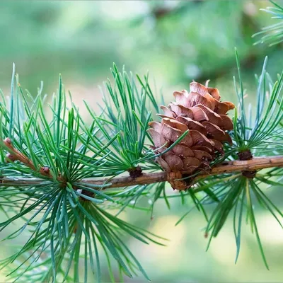 Лиственница Кемпфера / Larix kaempferi: купить саженцы в Москве - Ромашкино  Парк