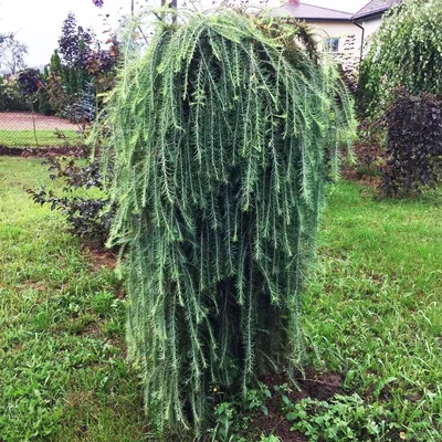 Лиственница Кемпфера (Larix kaempferi) “Grey Pearl”