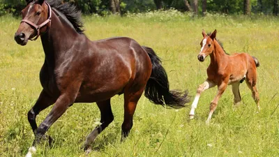 Набор лошадь с жеребенком Счастье рядом 148818812 купить за 883 ₽ в  интернет-магазине Wildberries