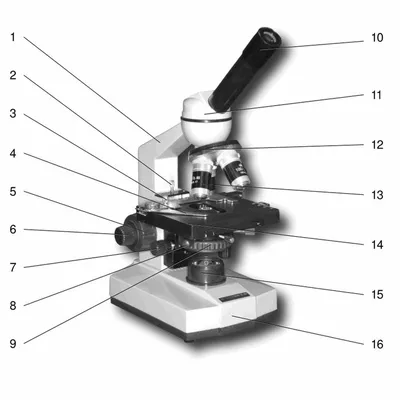 Строение микроскопа для учеников 5 класса в рисунках и картинках
