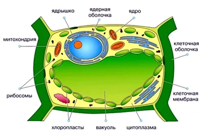 Микроскопы инвертированные - купить в Москве для лаборатории. Есть всё! |  Диаэм