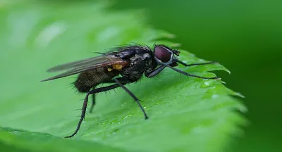 Зелёная мясная муха (Lucilia sericata) - Picture Insect