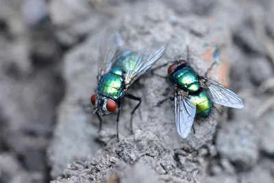 Миф о том, как появились первые мухи на Земле | Кошечка нейрошечка | Дзен