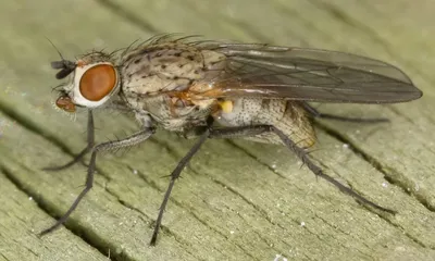 GISMETEO: В Великобритании мухи изгнали отдыхающих с пляжей - Природа |  Новости погоды.