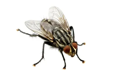 Чем опасны мухи и как от них избавиться?: информационные статьи от компании  «Август»