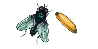 Почему мухи кусают осенью и липнут к людям по утрам? | Лавка Смитти |  Пауки-Птицееды (и не только) | Дзен