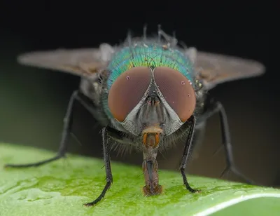 сет насекомое муха Stock Vector | Adobe Stock