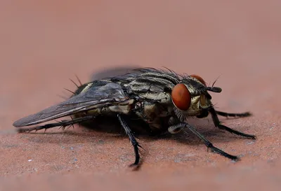 Базарная муха — Википедия