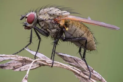 Как выглядит муха под микроскопом? | Пикабу