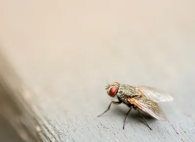 Особенности биологии и поведения комнатных мух