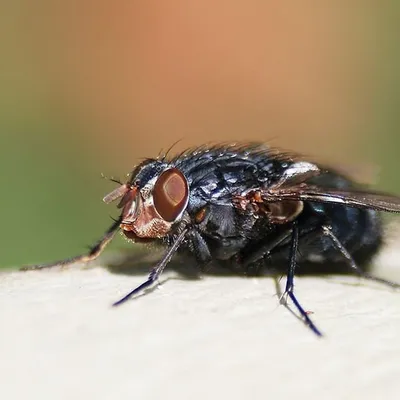 Серые мясные мухи — Википедия