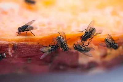 Фото Ростковой мухи: загляните в ее удивительный мир | Ростковая муха Фото  №1915561 скачать
