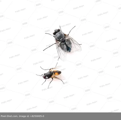 Стеблевая люпиновая минирующая муха | Торговый Дом «КЧХК»