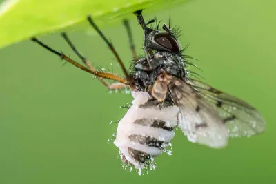 Исследование: мухи представляют смертельную угрозу - Delfi RU