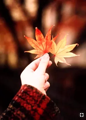 Падение Осенних Листьев До Заката — стоковые фотографии и другие картинки  Осень - Осень, Падать, Фоновые изображения - iStock