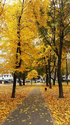 Golden Autumn Fall - Free photo on Pixabay - Pixabay