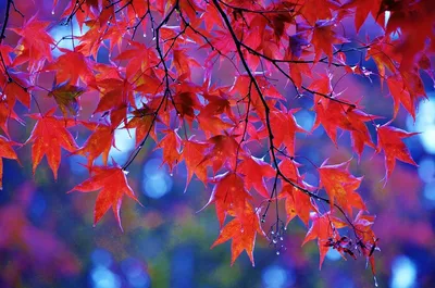 Скачать обои и картинки осень, листья, деревья, вода, отражение для  рабочего стола в разрешении 2048x1152