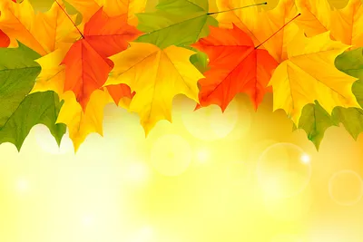 осенние листья осенняя листва, осень, время года, дерево фон картинки и  Фото для бесплатной загрузки