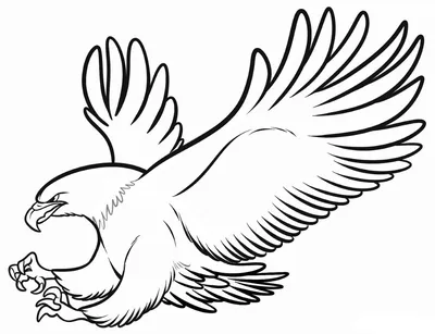 Раскраска Орел | Раскраски птиц. Картинки птиц, рисунки птиц
