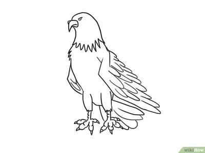 Раскраска Грозный орел - распечатать бесплатно